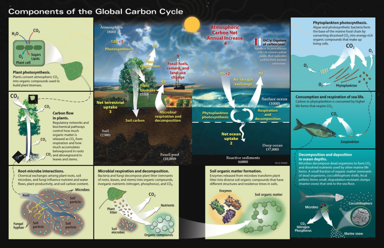 Carbon Cycle Detailed  the U.S. Department of Energy Genomic Science program and the website ( the U.S. Department of Energy Genomic Science program..png